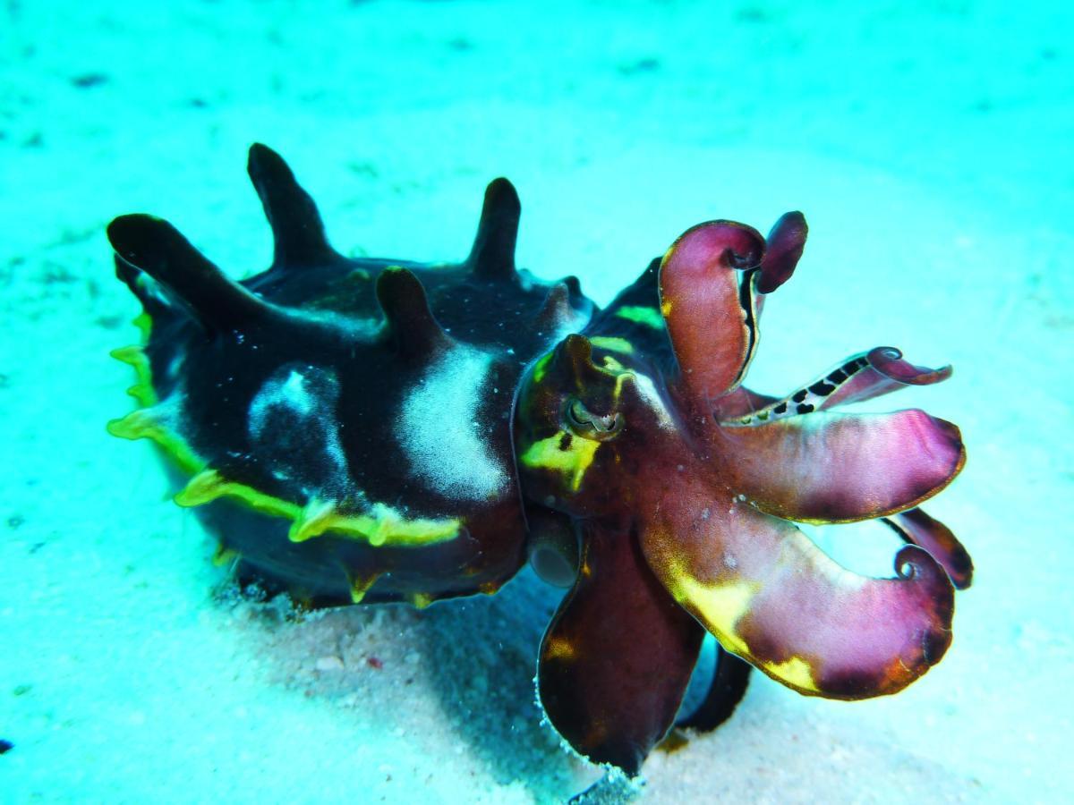 Malapascua Exotic Island Dive Resort Daanbantayan 外观 照片